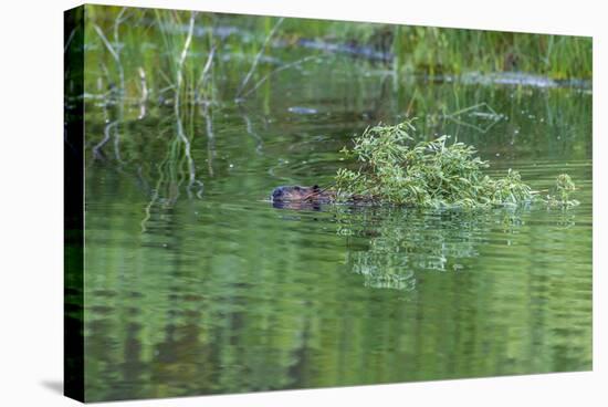 USA, Colorado, Gunnison National Forest. Wild Beaver Bringing Willows Back to Lodge-Jaynes Gallery-Stretched Canvas