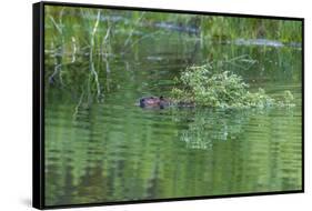 USA, Colorado, Gunnison National Forest. Wild Beaver Bringing Willows Back to Lodge-Jaynes Gallery-Framed Stretched Canvas