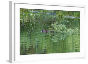 USA, Colorado, Gunnison National Forest. Wild Beaver Bringing Willows Back to Lodge-Jaynes Gallery-Framed Photographic Print