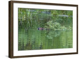 USA, Colorado, Gunnison National Forest. Wild Beaver Bringing Willows Back to Lodge-Jaynes Gallery-Framed Photographic Print