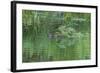 USA, Colorado, Gunnison National Forest. Wild Beaver Bringing Willows Back to Lodge-Jaynes Gallery-Framed Photographic Print