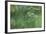 USA, Colorado, Gunnison National Forest. Wild Beaver Bringing Willows Back to Lodge-Jaynes Gallery-Framed Photographic Print