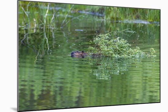 USA, Colorado, Gunnison National Forest. Wild Beaver Bringing Willows Back to Lodge-Jaynes Gallery-Mounted Photographic Print