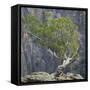 USA, Colorado, Gunnison National Park. Tree on Ledge of Black Canyon-Jaynes Gallery-Framed Stretched Canvas