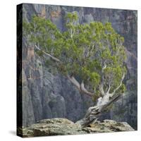 USA, Colorado, Gunnison National Park. Tree on Ledge of Black Canyon-Jaynes Gallery-Stretched Canvas