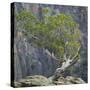 USA, Colorado, Gunnison National Park. Tree on Ledge of Black Canyon-Jaynes Gallery-Stretched Canvas