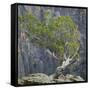 USA, Colorado, Gunnison National Park. Tree on Ledge of Black Canyon-Jaynes Gallery-Framed Stretched Canvas
