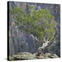 USA, Colorado, Gunnison National Park. Tree on Ledge of Black Canyon-Jaynes Gallery-Stretched Canvas