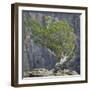 USA, Colorado, Gunnison National Park. Tree on Ledge of Black Canyon-Jaynes Gallery-Framed Photographic Print