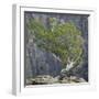 USA, Colorado, Gunnison National Park. Tree on Ledge of Black Canyon-Jaynes Gallery-Framed Photographic Print