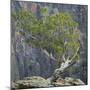 USA, Colorado, Gunnison National Park. Tree on Ledge of Black Canyon-Jaynes Gallery-Mounted Photographic Print