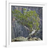 USA, Colorado, Gunnison National Park. Tree on Ledge of Black Canyon-Jaynes Gallery-Framed Photographic Print