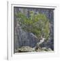 USA, Colorado, Gunnison National Park. Tree on Ledge of Black Canyon-Jaynes Gallery-Framed Photographic Print