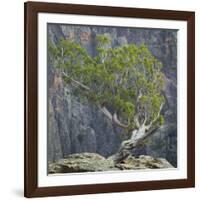 USA, Colorado, Gunnison National Park. Tree on Ledge of Black Canyon-Jaynes Gallery-Framed Photographic Print