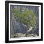 USA, Colorado, Gunnison National Park. Tree on Ledge of Black Canyon-Jaynes Gallery-Framed Photographic Print