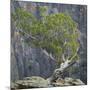 USA, Colorado, Gunnison National Park. Tree on Ledge of Black Canyon-Jaynes Gallery-Mounted Photographic Print