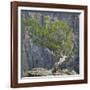 USA, Colorado, Gunnison National Park. Tree on Ledge of Black Canyon-Jaynes Gallery-Framed Photographic Print