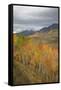 USA, Colorado, Gunnison NF. Aspen Grove at Peak Autumn Color-Don Grall-Framed Stretched Canvas