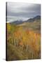 USA, Colorado, Gunnison NF. Aspen Grove at Peak Autumn Color-Don Grall-Stretched Canvas