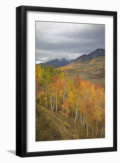 USA, Colorado, Gunnison NF. Aspen Grove at Peak Autumn Color-Don Grall-Framed Photographic Print