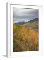 USA, Colorado, Gunnison NF. Aspen Grove at Peak Autumn Color-Don Grall-Framed Photographic Print