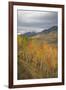 USA, Colorado, Gunnison NF. Aspen Grove at Peak Autumn Color-Don Grall-Framed Photographic Print