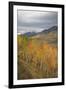 USA, Colorado, Gunnison NF. Aspen Grove at Peak Autumn Color-Don Grall-Framed Photographic Print