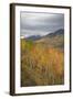 USA, Colorado, Gunnison NF. Aspen Grove at Peak Autumn Color-Don Grall-Framed Photographic Print