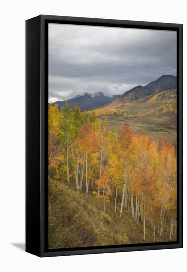 USA, Colorado, Gunnison NF. Aspen Grove at Peak Autumn Color-Don Grall-Framed Stretched Canvas