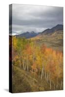 USA, Colorado, Gunnison NF. Aspen Grove at Peak Autumn Color-Don Grall-Stretched Canvas