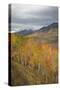 USA, Colorado, Gunnison NF. Aspen Grove at Peak Autumn Color-Don Grall-Stretched Canvas