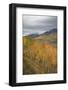 USA, Colorado, Gunnison NF. Aspen Grove at Peak Autumn Color-Don Grall-Framed Photographic Print