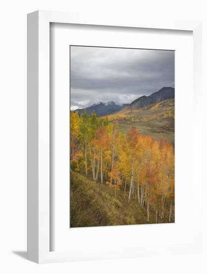 USA, Colorado, Gunnison NF. Aspen Grove at Peak Autumn Color-Don Grall-Framed Photographic Print