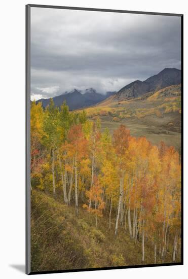 USA, Colorado, Gunnison NF. Aspen Grove at Peak Autumn Color-Don Grall-Mounted Photographic Print