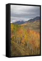 USA, Colorado, Gunnison NF. Aspen Grove at Peak Autumn Color-Don Grall-Framed Stretched Canvas