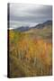 USA, Colorado, Gunnison NF. Aspen Grove at Peak Autumn Color-Don Grall-Stretched Canvas