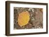 USA, Colorado, Gunnison NF. Aspen Leaf and Lichen on Rock-Don Grall-Framed Photographic Print