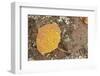 USA, Colorado, Gunnison NF. Aspen Leaf and Lichen on Rock-Don Grall-Framed Photographic Print