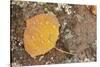 USA, Colorado, Gunnison NF. Aspen Leaf and Lichen on Rock-Don Grall-Stretched Canvas