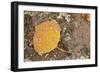 USA, Colorado, Gunnison NF. Aspen Leaf and Lichen on Rock-Don Grall-Framed Photographic Print