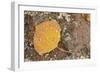 USA, Colorado, Gunnison NF. Aspen Leaf and Lichen on Rock-Don Grall-Framed Photographic Print