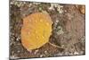 USA, Colorado, Gunnison NF. Aspen Leaf and Lichen on Rock-Don Grall-Mounted Photographic Print