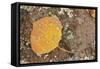 USA, Colorado, Gunnison NF. Aspen Leaf and Lichen on Rock-Don Grall-Framed Stretched Canvas