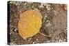 USA, Colorado, Gunnison NF. Aspen Leaf and Lichen on Rock-Don Grall-Stretched Canvas