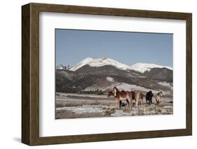 USA, Colorado. Herd of horses.-Cindy Miller Hopkins-Framed Photographic Print