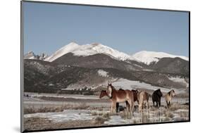 USA, Colorado. Herd of horses.-Cindy Miller Hopkins-Mounted Photographic Print
