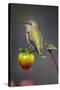 USA, Colorado. Hummingbird rests on flower bud.-Fred Lord-Stretched Canvas