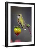 USA, Colorado. Hummingbird rests on flower bud.-Fred Lord-Framed Photographic Print