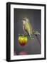 USA, Colorado. Hummingbird rests on flower bud.-Fred Lord-Framed Photographic Print