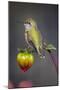 USA, Colorado. Hummingbird rests on flower bud.-Fred Lord-Mounted Photographic Print